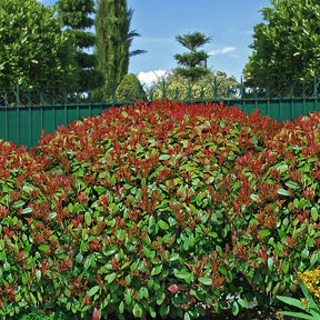 6 Photinias Red Robin - Haie de 5 m linéaire - Photinia fraseri red robin