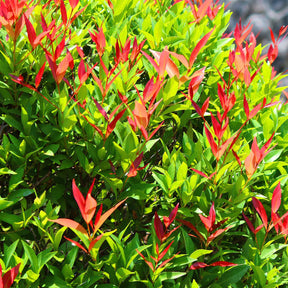 6 Photinias Red Robin - Haie de 5 m linéaire - Photinia fraseri red robin