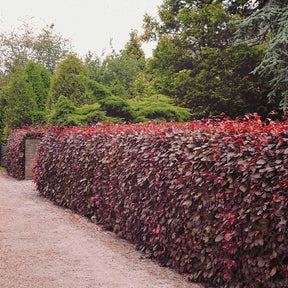 10 Hêtres pourpres - Haie de 3 m linéaire - Fagus sylvatica purpurea - Plantes