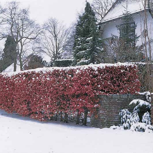 10 Hêtres pourpres - Haie de 3 m linéaire - Fagus sylvatica purpurea - Arbres