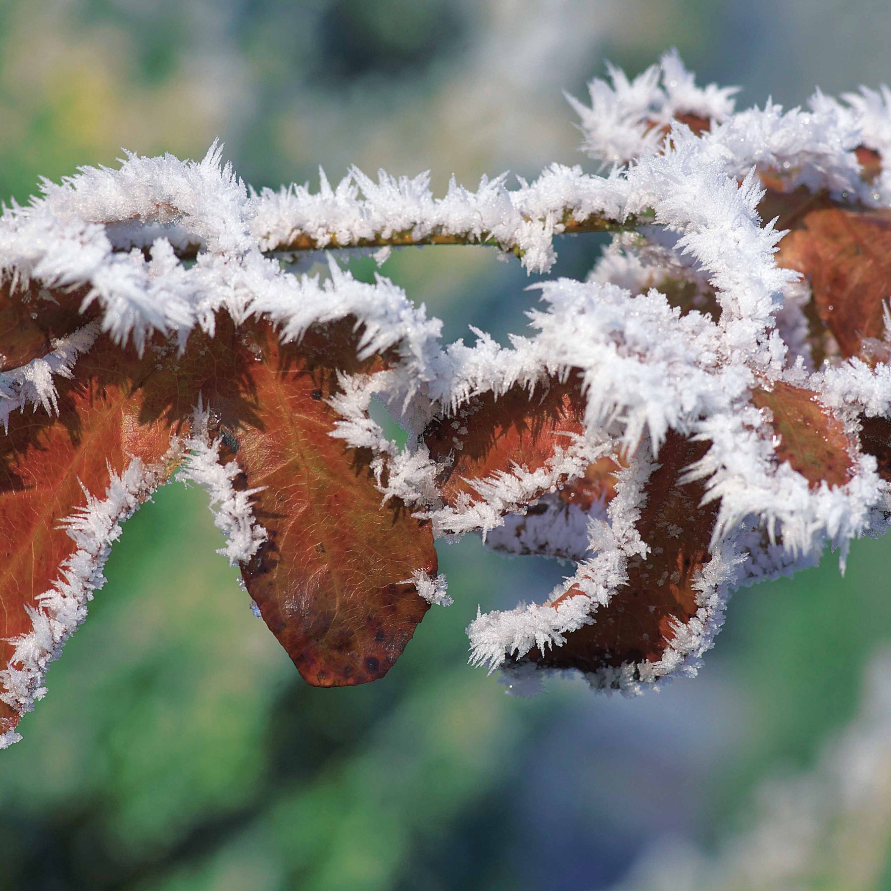 10 Hêtres pourpres - Haie de 3 m linéaire - Fagus sylvatica purpurea