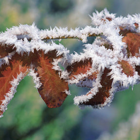 10 Hêtres pourpres - Haie de 3 m linéaire - Fagus sylvatica purpurea