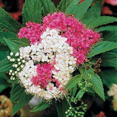 6 Spirées tricolores - Haie de 3 m linéaire - Spirea japonica shirobana - Arbustes