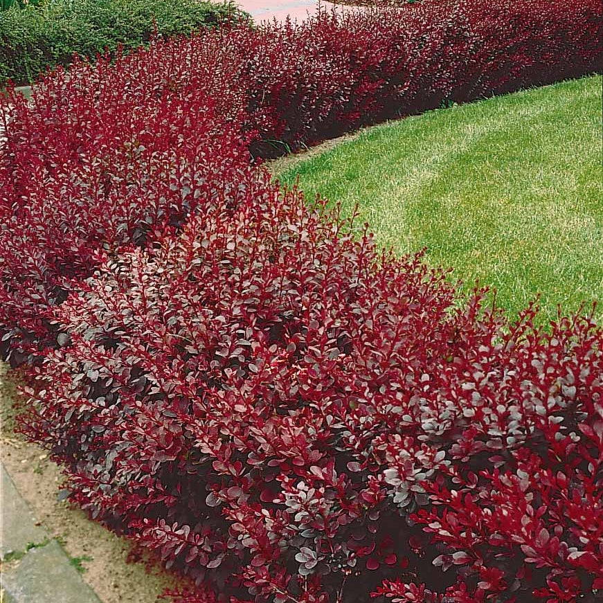 20 Berberis rouge - Haie de 6 m linéaire - Berberis thunbergii atropupurea - Plantes