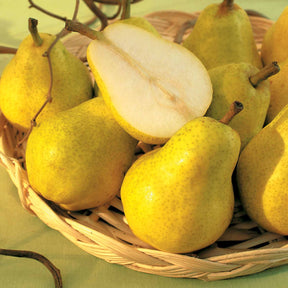 Poire William's Bon Chrétien en palmette - Pyrus communis william's bon chrétien - Fruitiers Arbres et arbustes