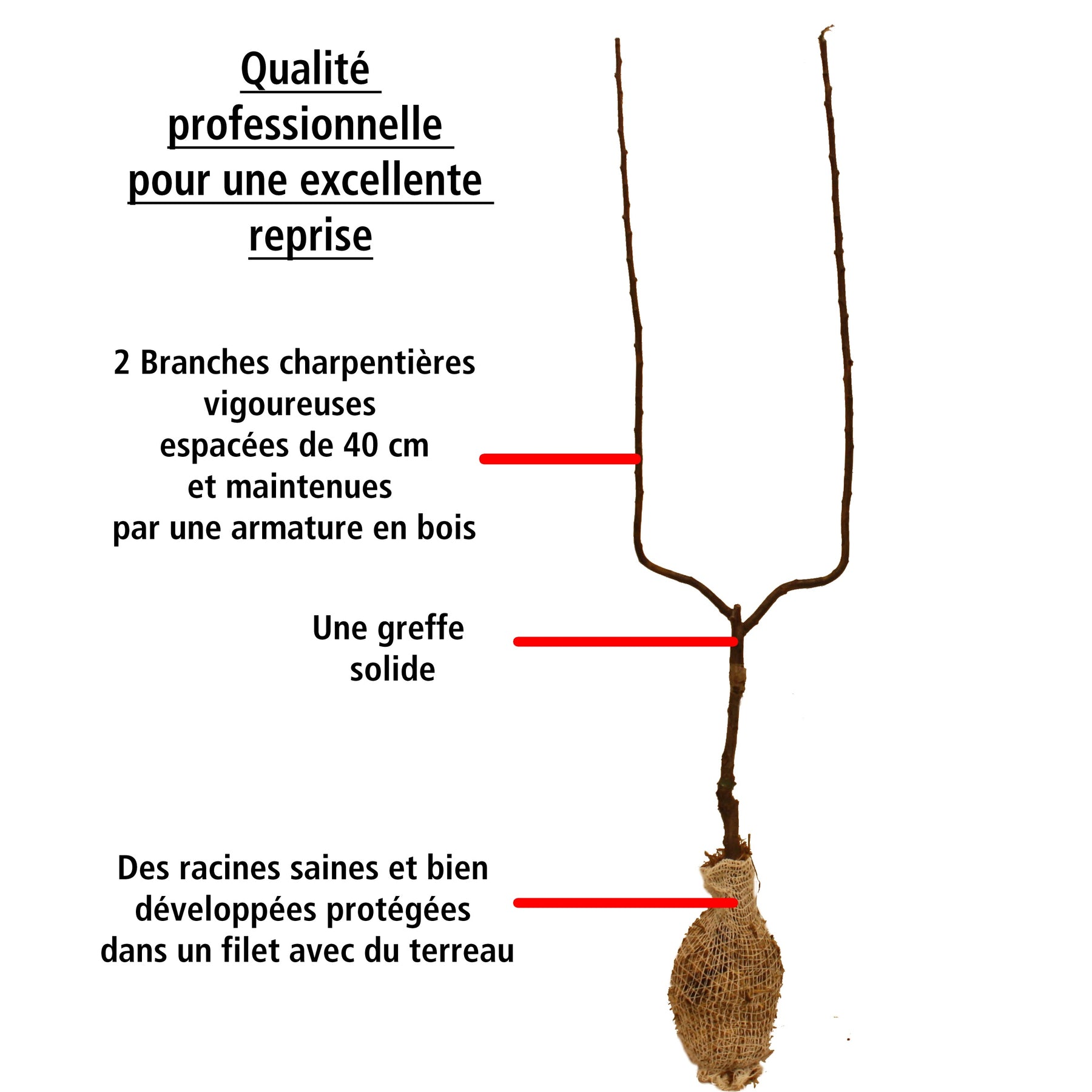 Poire William's Bon Chrétien en palmette - Pyrus communis william's bon chrétien