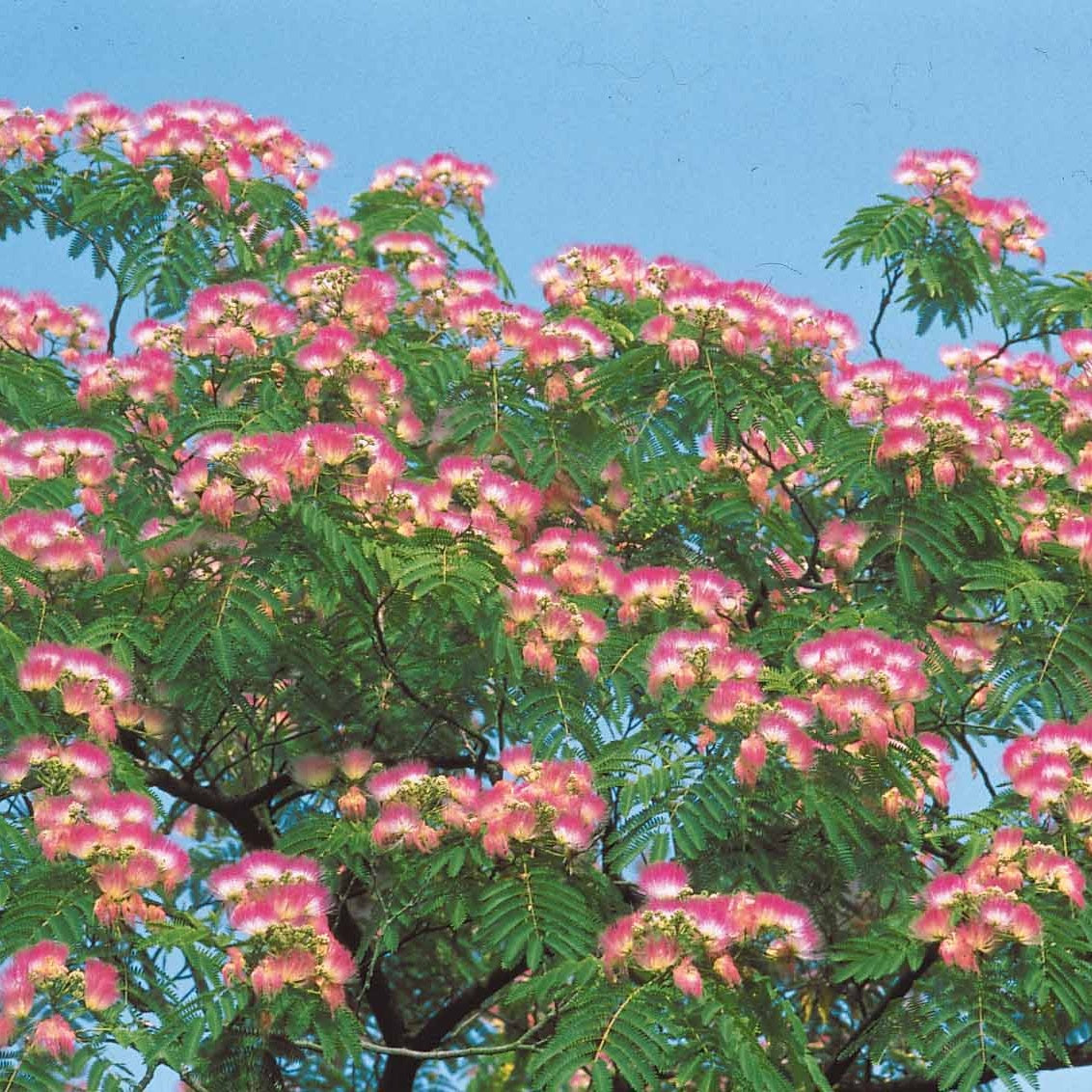 Albizia rose - Albizia julibrissin rosea - Plantes