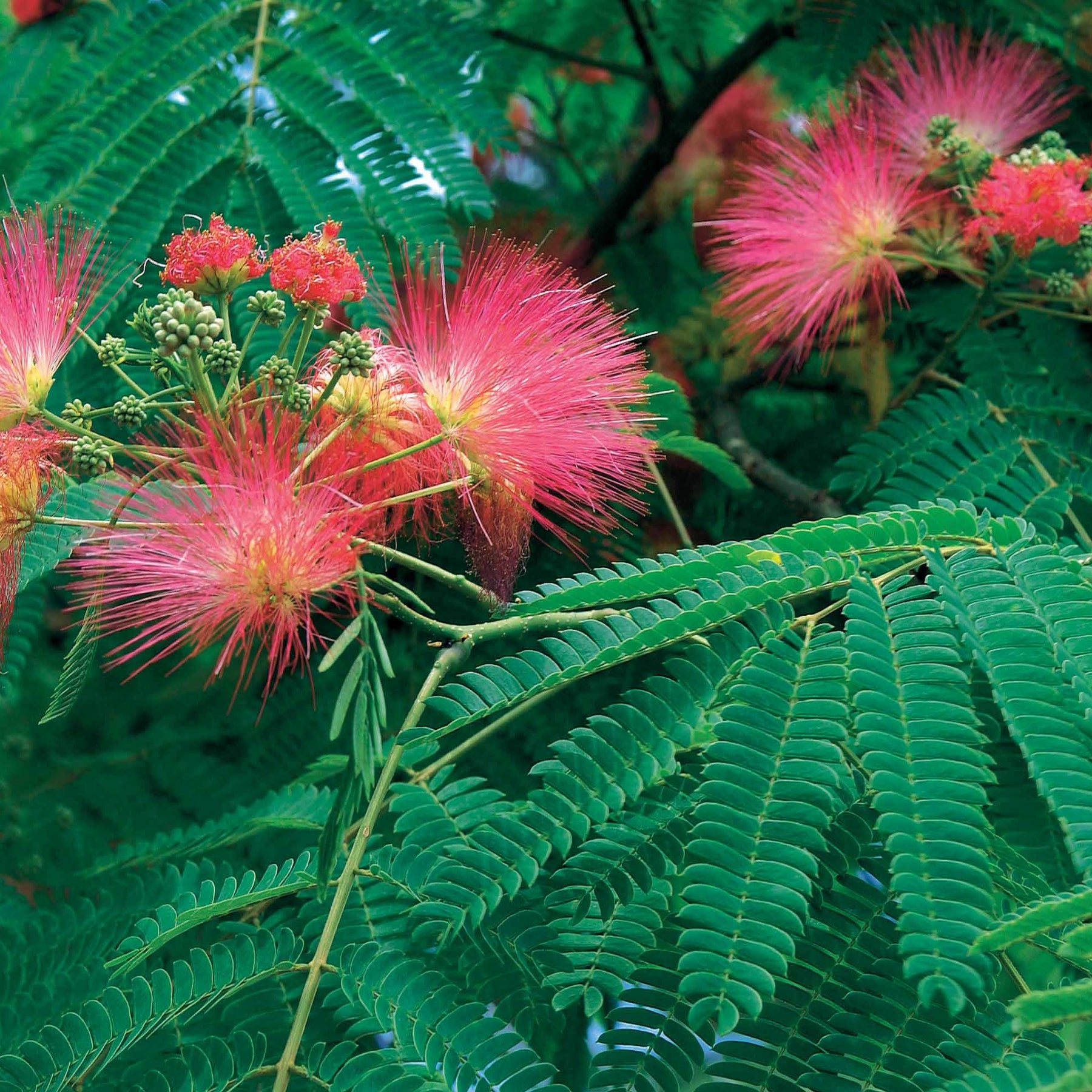 Albizia rose - Albizia julibrissin rosea - Arbustes