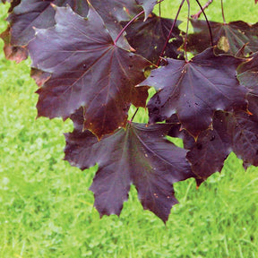 Erable pourpre Crimson King - Extra - Acer platanoïdes crimson king - Arbres