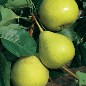 Poire De la Saint Jean - Pyrus communis de la saint jean - Plantes