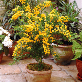 Mimosa armata - Acacia armata - Plantes