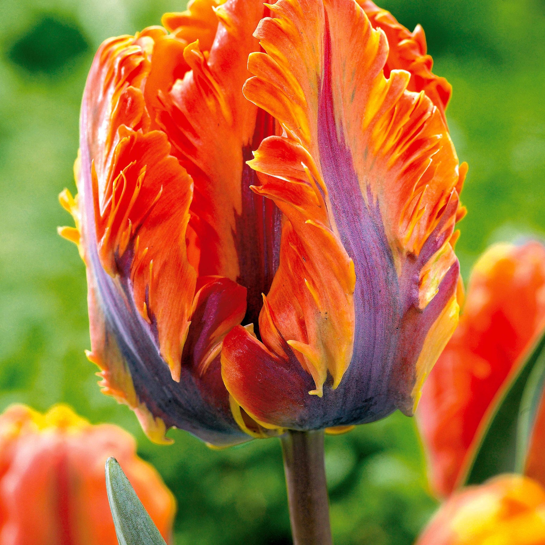 10 Tulipes perroquet Princesse Irène - Tulipa princes irene parrot - Plantes