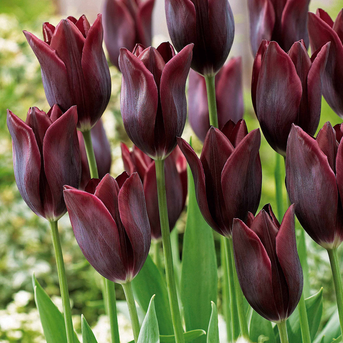 10 Tulipes à longues tiges Havran - Tulipa havran - Plantes