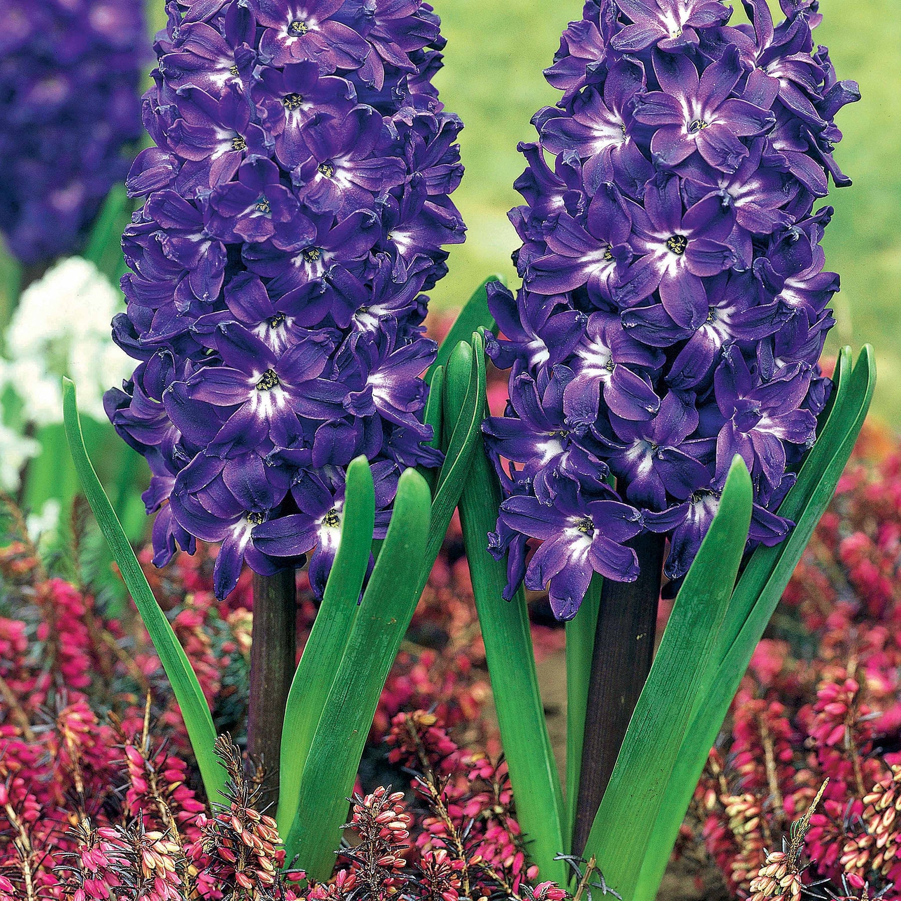 5 Jacinthes à coeur blanc Blue Magic - Hyacinthus blue magic - Plantes