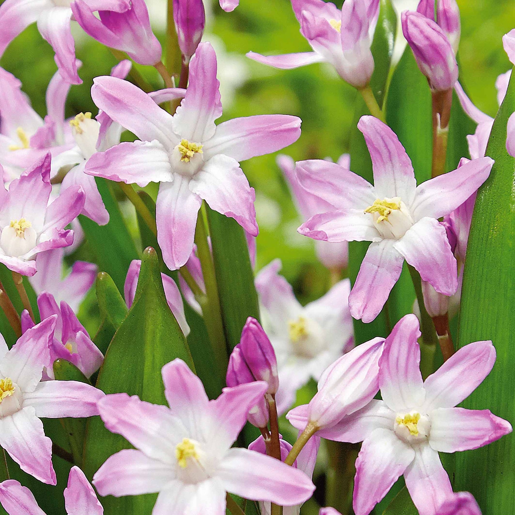 25 Gloires des neiges Pink Giant - Chionodoxa luciliae pink giant - Plantes