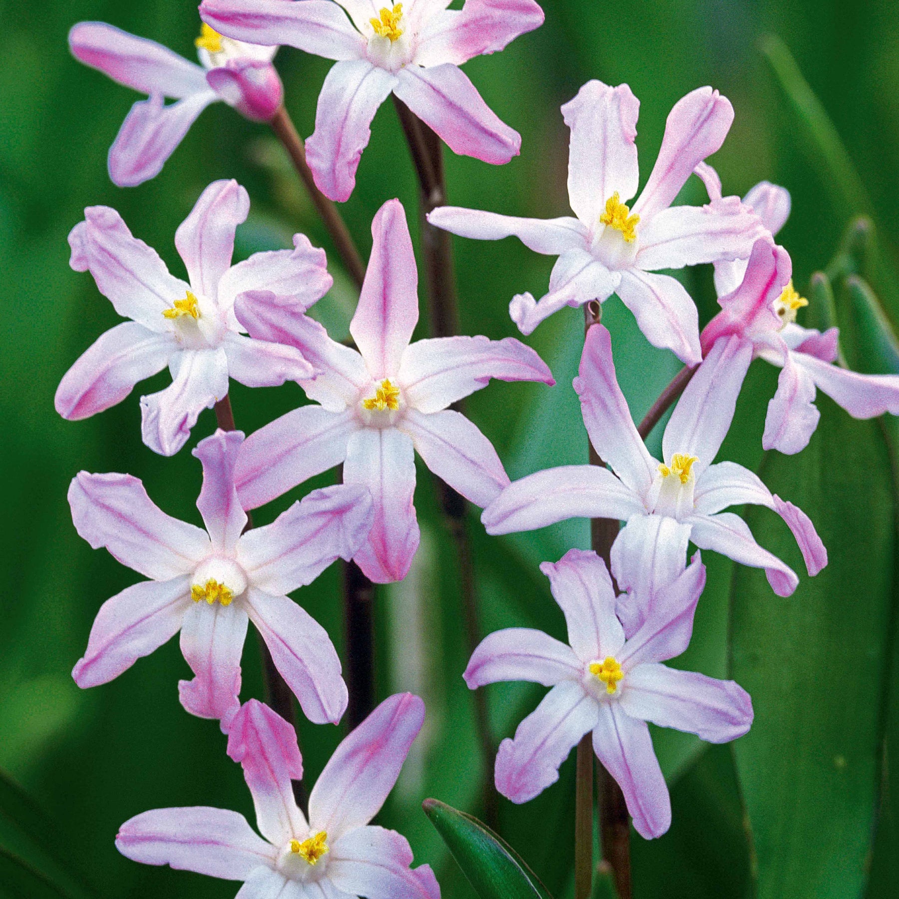 25 Gloires des neiges Pink Giant - Chionodoxa luciliae pink giant - Bulbes à fleurs