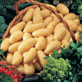 Pomme de terre Amandine (1,5 kg) - Solanum tuberosum amandine - Potager