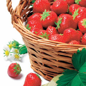 40 Fraisiers non remontants Manille ® COV MA94.73.1 - Fragaria manille ® cov ma94.73.1 - Plantes