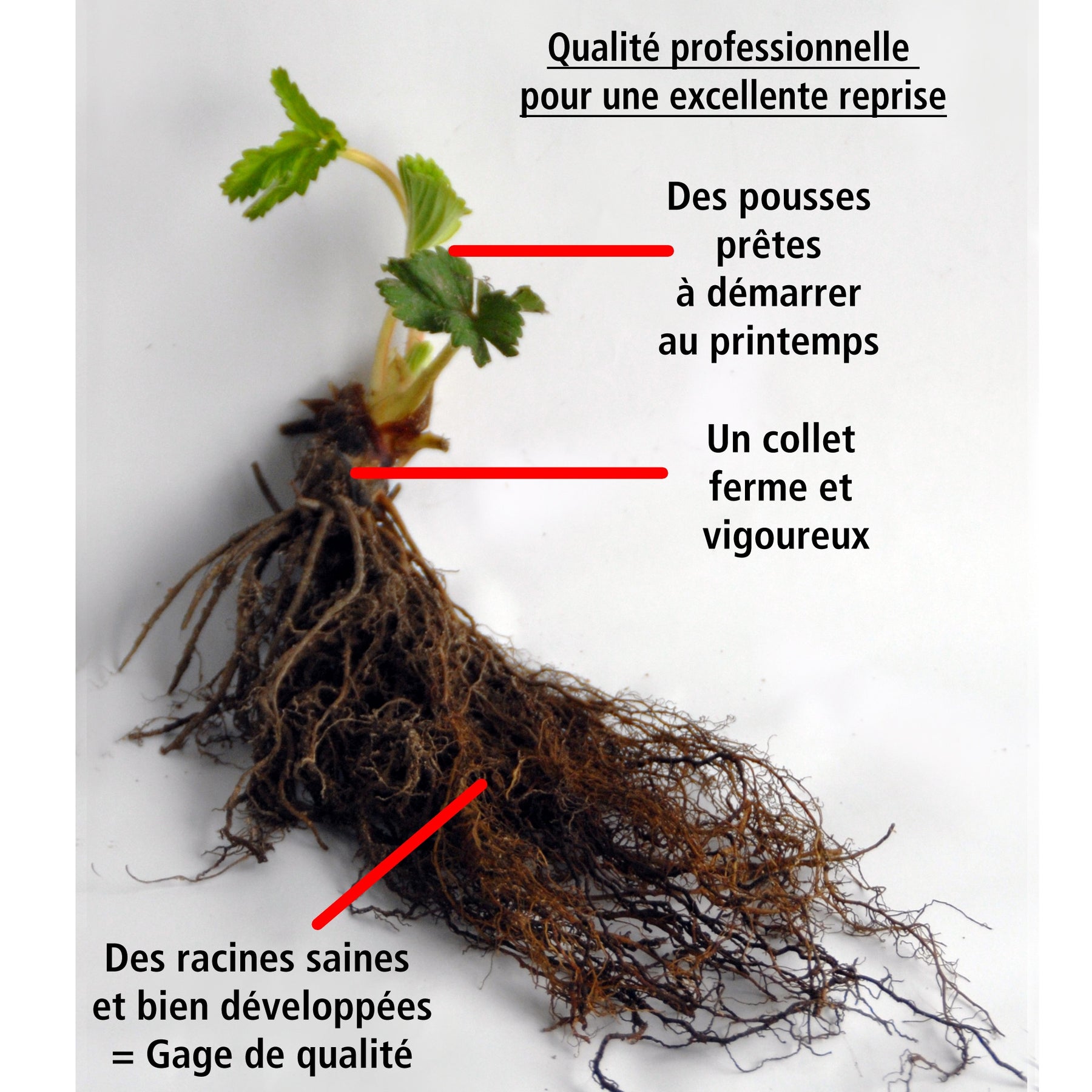 40 Fraisiers non remontants Manille ® COV MA94.73.1 - Fragaria manille ® cov ma94.73.1 - Fruitiers Arbres et arbustes