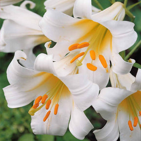 6 Lis royaux blancs - Lilium regale album - Plantes