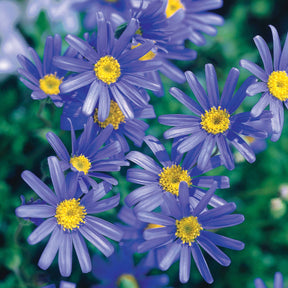 3 Marguerites bleues du Cap Santa Anita - Felicia amelloïdes santa anita - Plantes