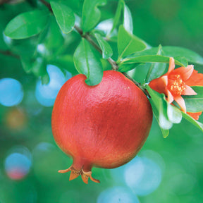 Grenadier Meknes - Punica granatum meknes - Fruitiers Arbres et arbustes