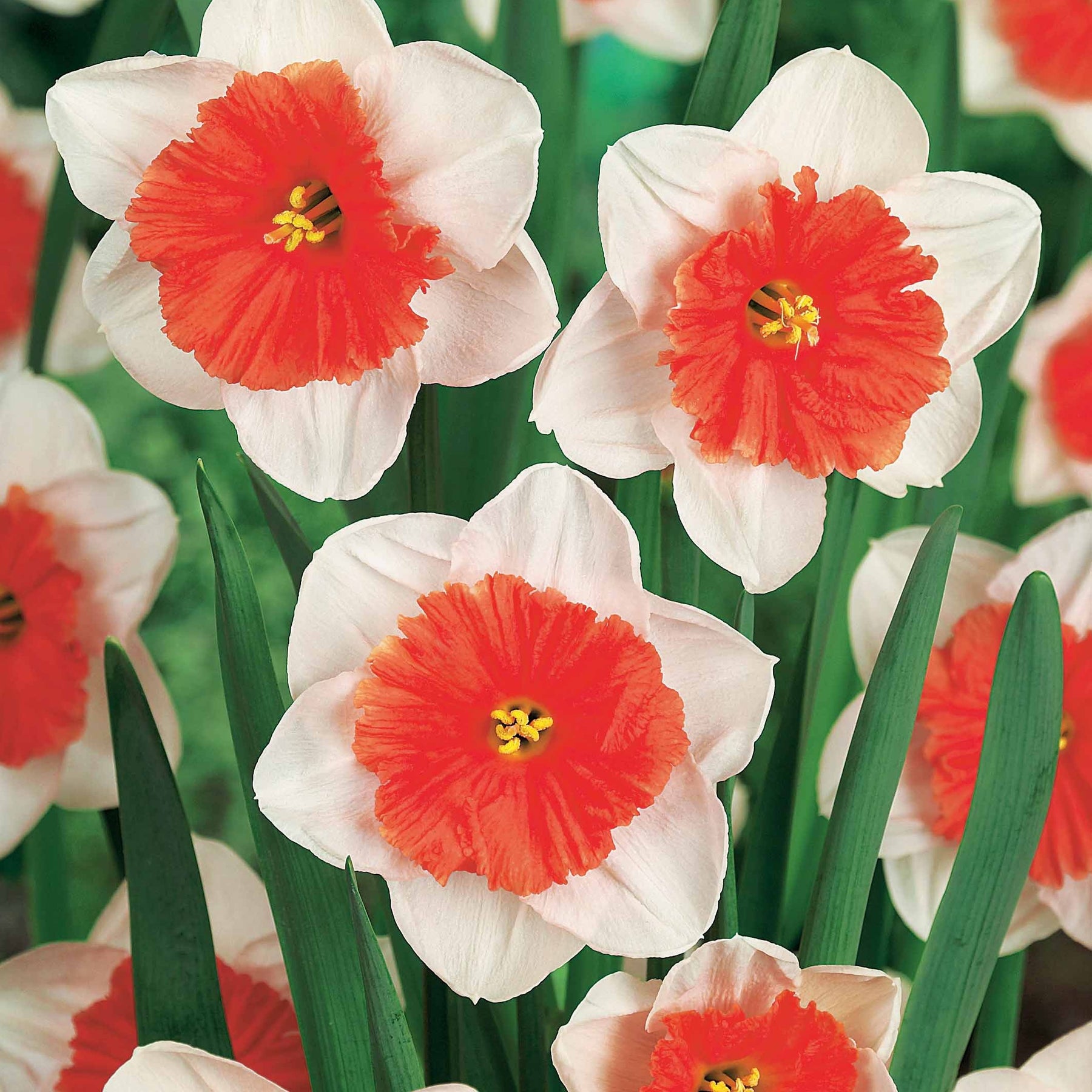 3 Narcisses Pensioner - Narcissus pensioner - Plantes