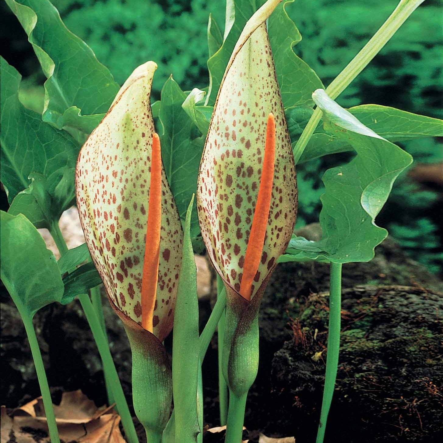 2 Arums d'Italie - Arum italicum - Plantes