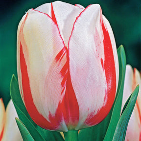 5 Tulipes flammées Carnaval de Rio - Tulipa carnaval de rio - Plantes