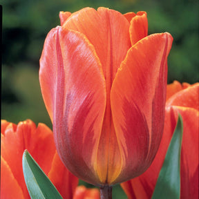 5 Tulipes flammées Princesse Irène - Tulipa princesse irène - Plantes