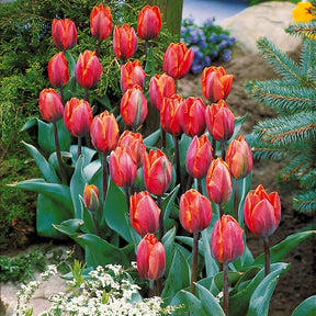 5 Tulipes flammées Princesse Irène - Tulipa princesse irène - Bulbes à fleurs