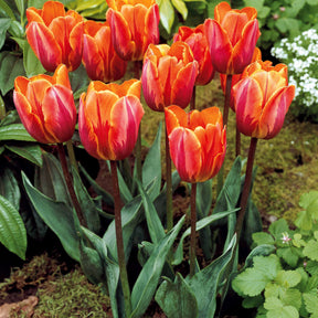 5 Tulipes flammées Princesse Irène - Tulipa princesse irène - Tulipe