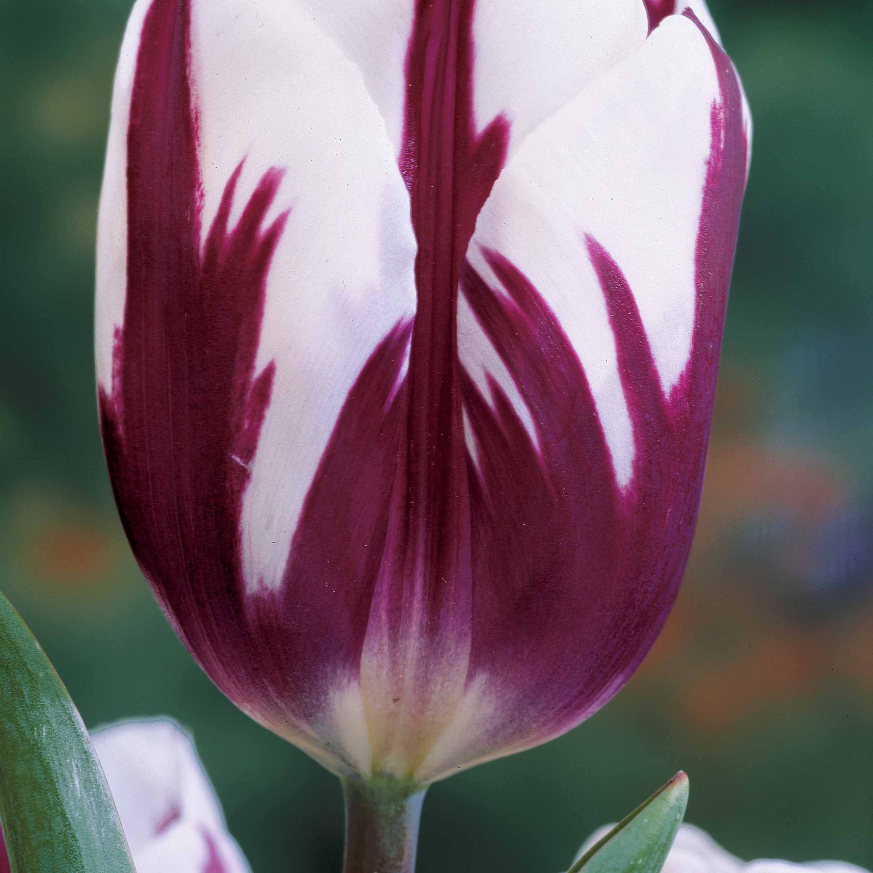 3 Tulipes flammées Rem's Favourite - Tulipa rem's favourite - Plantes