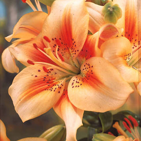 2 Lis asiatiques Grand Cru - Lilium grand cru - Plantes