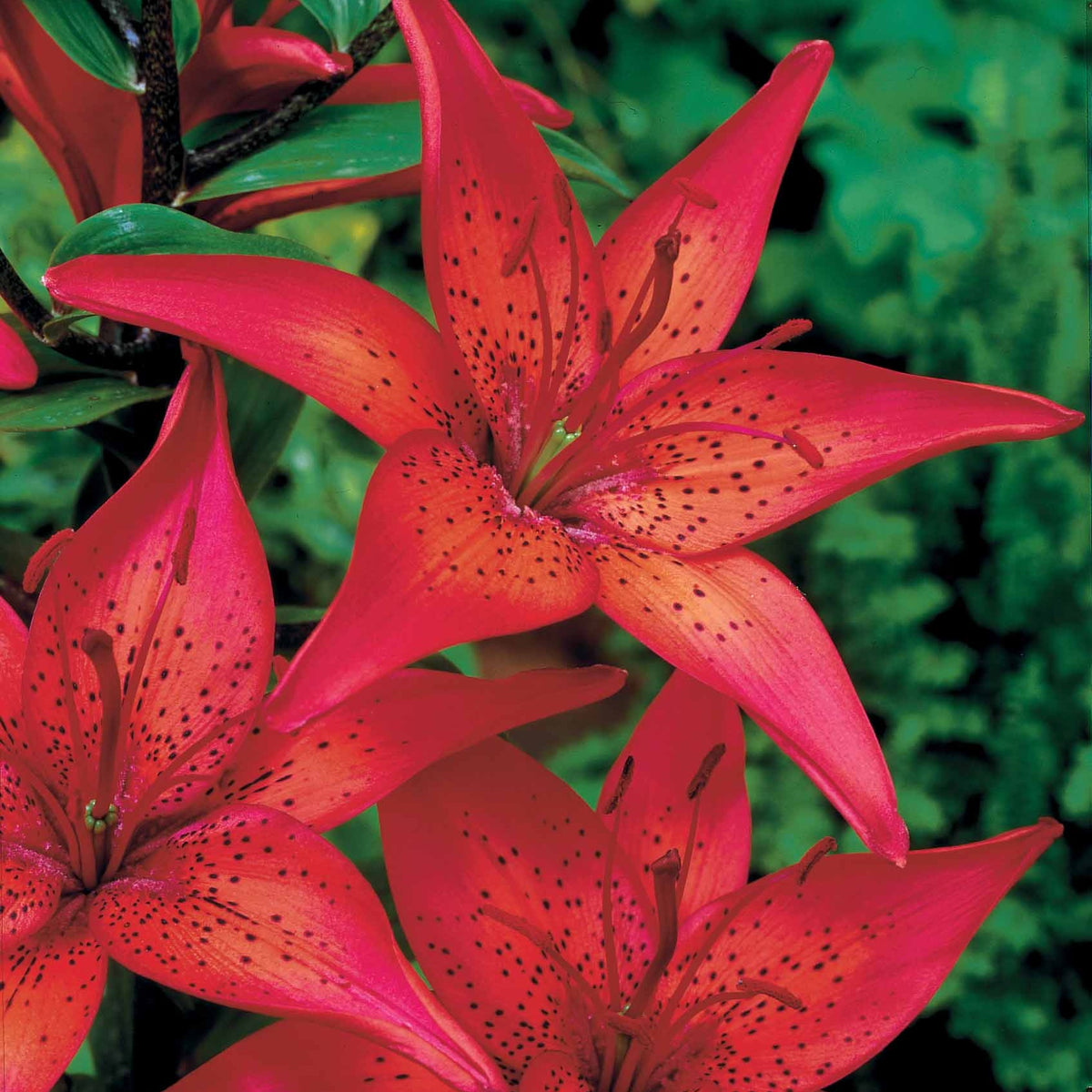 2 Lis asiatiques Mercedes - Lilium mercedes - Plantes