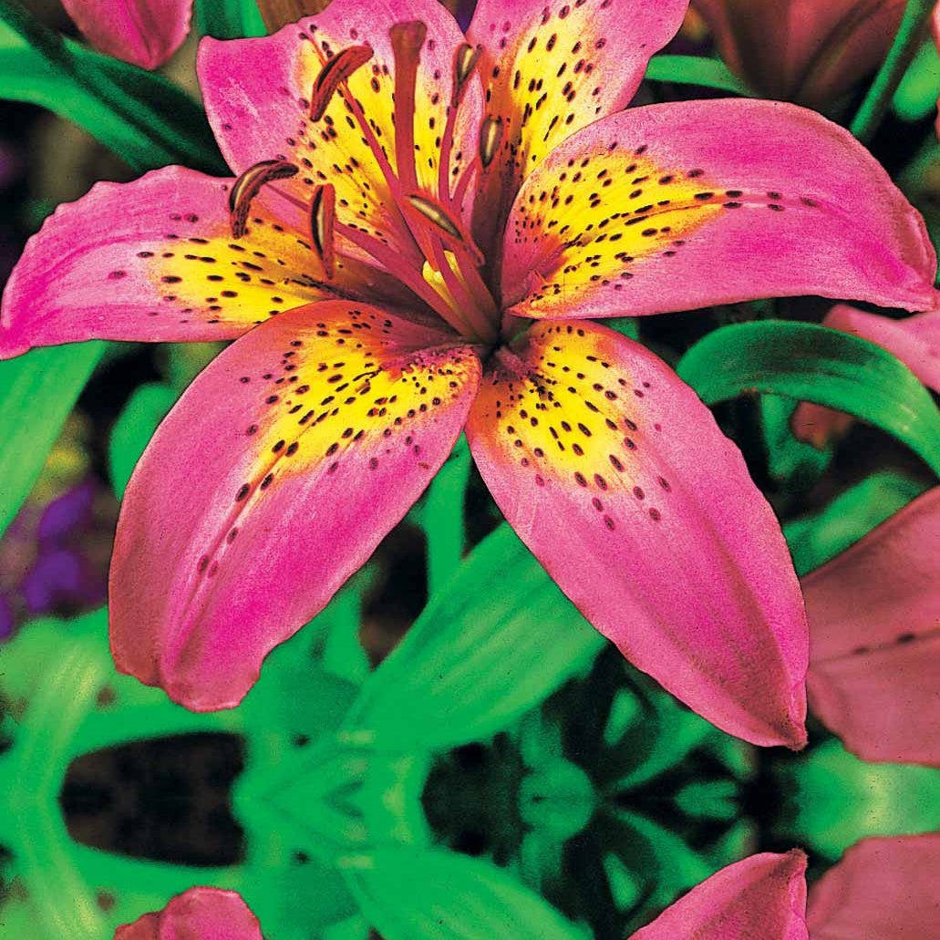 2 Lis asiatiques Silly Girl - Lilium silly girl - Plantes