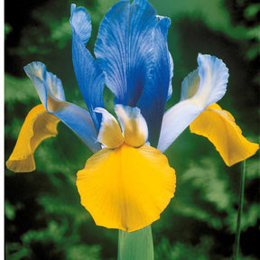 10 Iris de Hollande Romano - Iris hollandica romano - Plantes