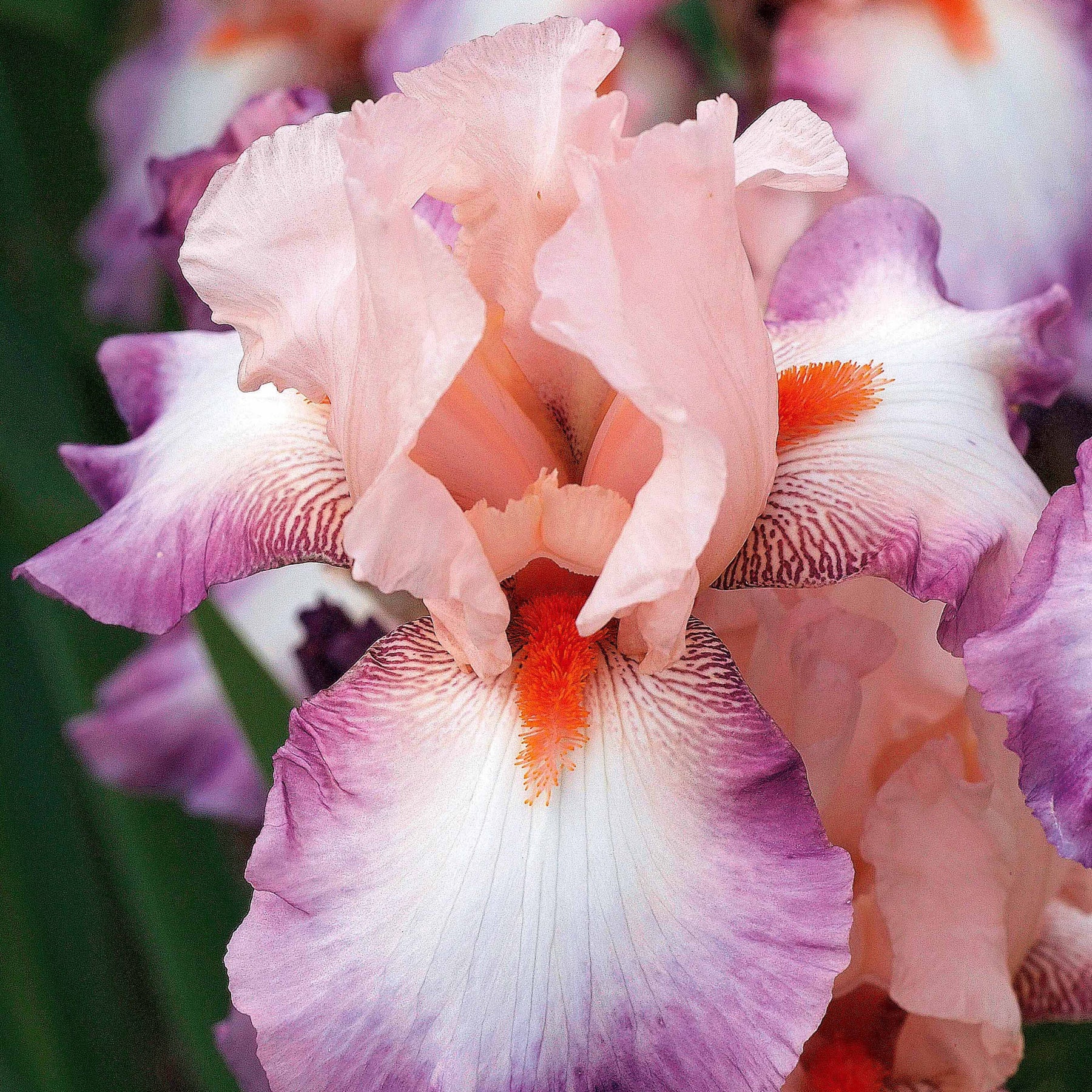 3 Iris de jardin Poésie - Iris germanica  poésie - Plantes