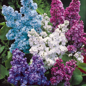 Collection de 4 lilas doubles (1 bleu +1 rouge + 1 lilas + 1 blanc) - Syringa vulgaris - Plantes