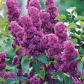 Collection de 4 lilas doubles (1 bleu +1 rouge + 1 lilas + 1 blanc) - Syringa vulgaris - Arbustes