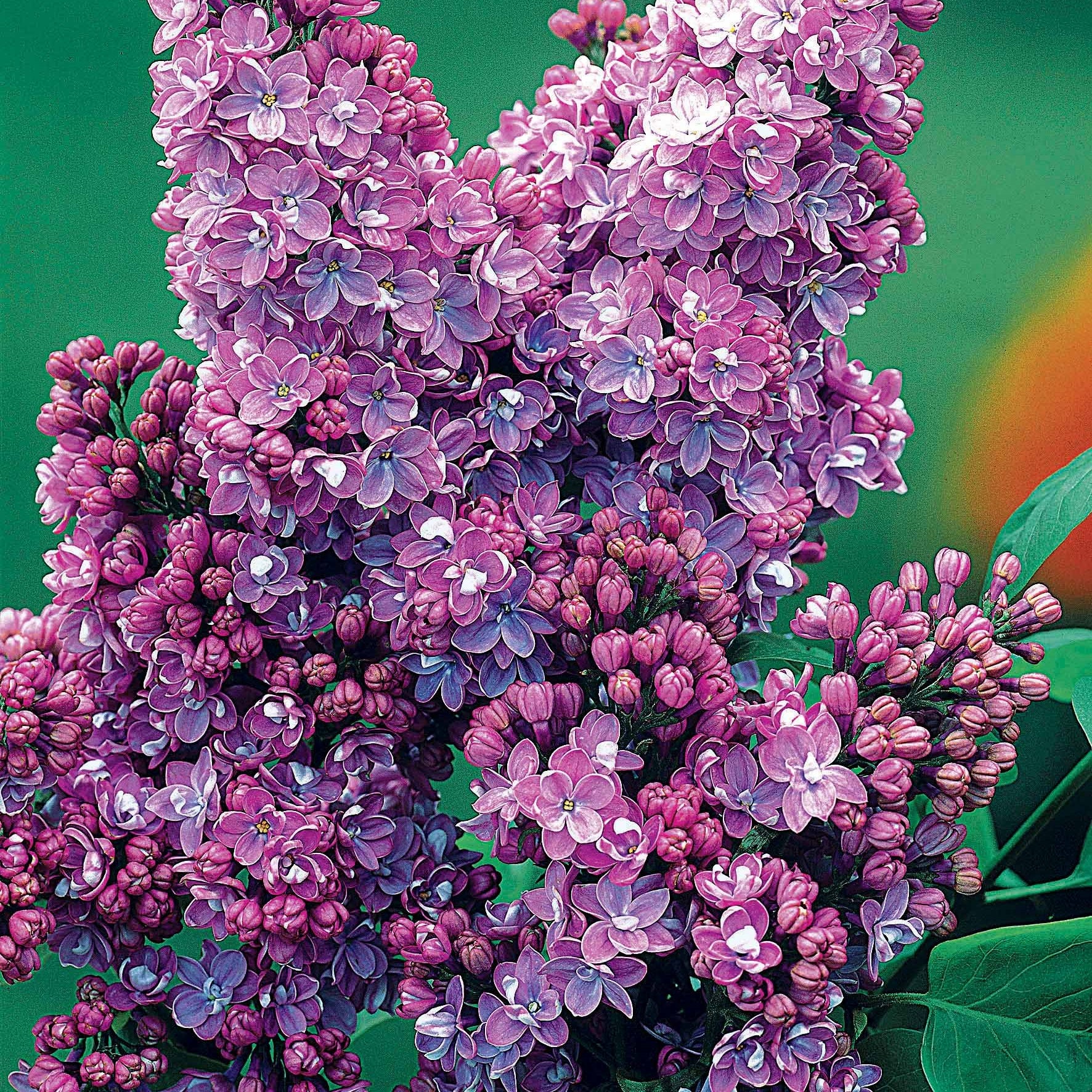 Collection de 4 lilas doubles (1 bleu +1 rouge + 1 lilas + 1 blanc) - Syringa vulgaris - Lilas