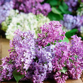 Collection de 4 lilas doubles (1 bleu +1 rouge + 1 lilas + 1 blanc) - Syringa vulgaris