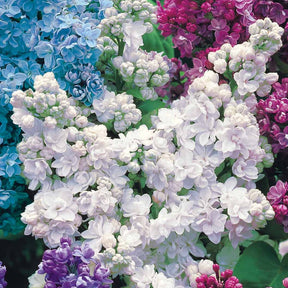 Collection de 4 lilas doubles (1 bleu +1 rouge + 1 lilas + 1 blanc) - Syringa vulgaris