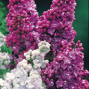 Collection de 4 lilas doubles (1 bleu +1 rouge + 1 lilas + 1 blanc) - Syringa vulgaris