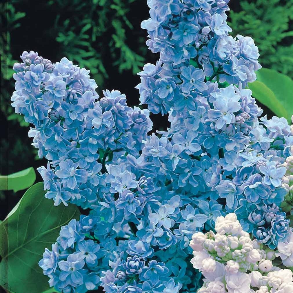 Collection de 4 lilas doubles (1 bleu +1 rouge + 1 lilas + 1 blanc) - Syringa vulgaris