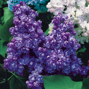 Collection de 4 lilas doubles (1 bleu +1 rouge + 1 lilas + 1 blanc) - Syringa vulgaris