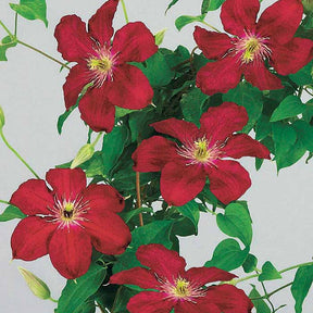 Clématite Tekla Evipo 069 - Clematis tekla evipo 069 - Plantes