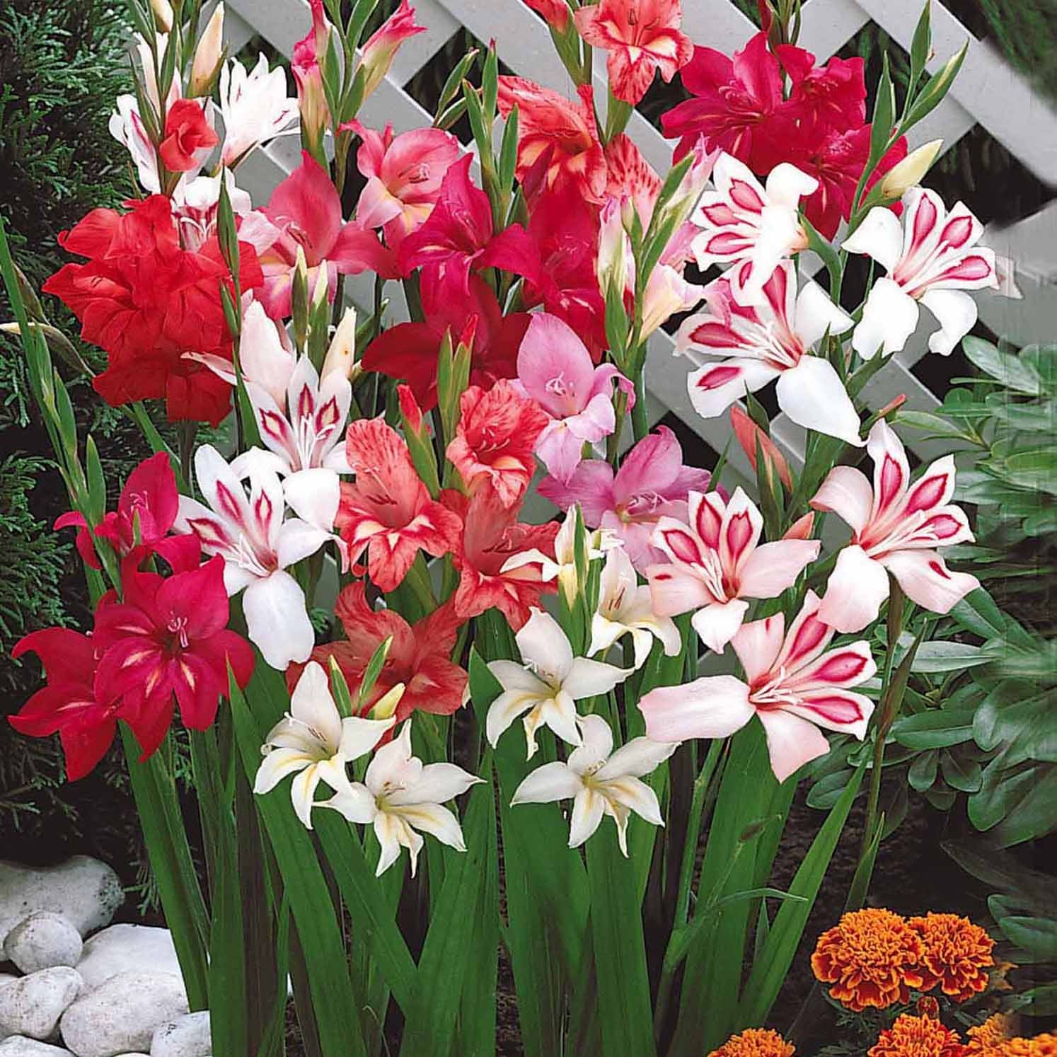 40 Glaieuls nains en mélange - Gladiolus nanus - Plantes