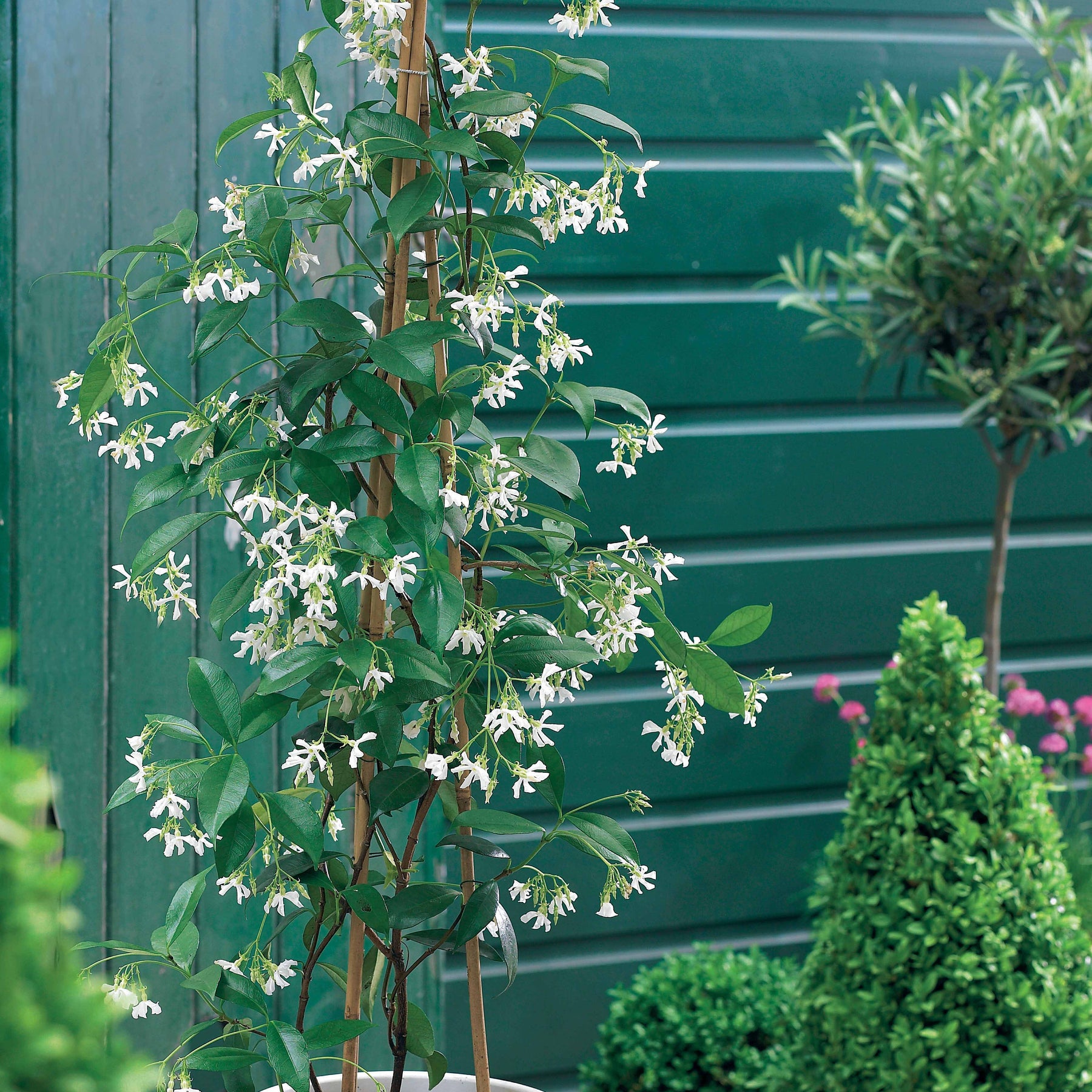 2 Jasmins étoilés - Trachelospermum jasminoides