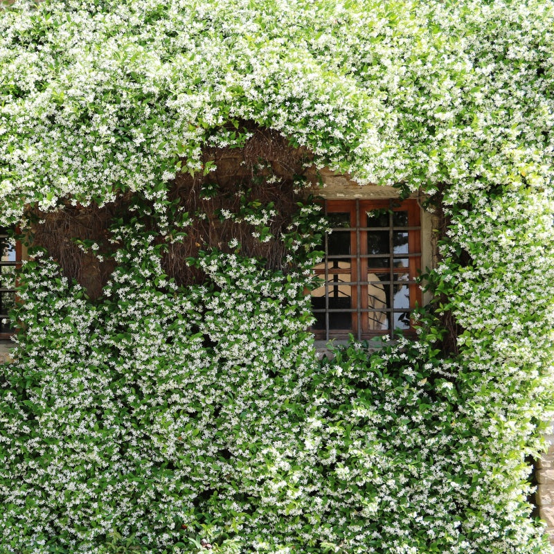 2 Jasmins étoilés - Trachelospermum jasminoides